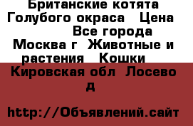 Британские котята Голубого окраса › Цена ­ 8 000 - Все города, Москва г. Животные и растения » Кошки   . Кировская обл.,Лосево д.